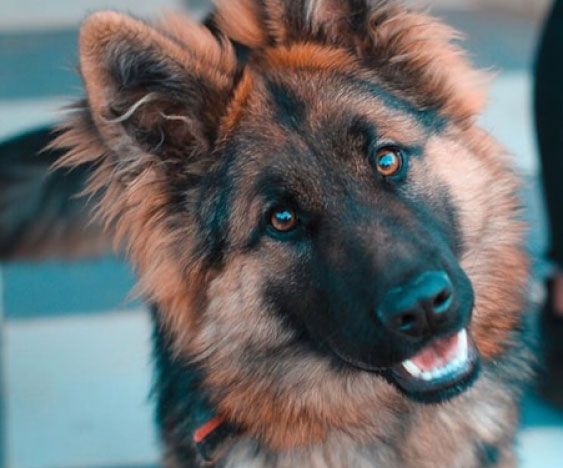 Our Four-Legged Warriors